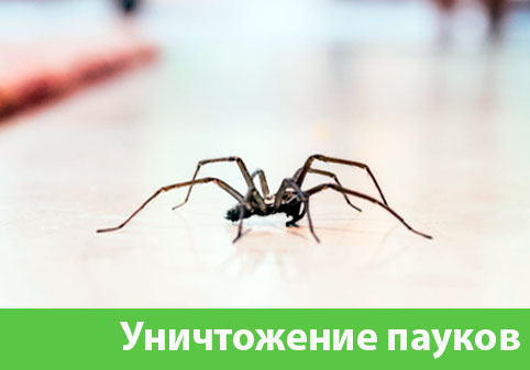 Избавиться от пауков в городе Санкт-Петербург