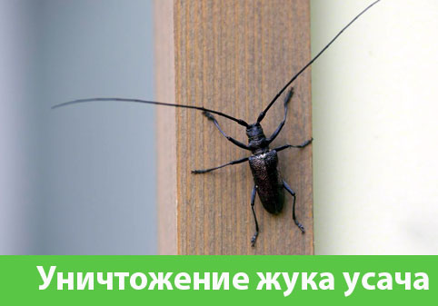 Обработка от жука усача в городе Санкт-Петербург