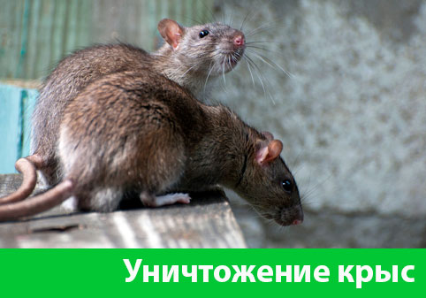 Уничтожение крыс в городе Санкт-Петербург