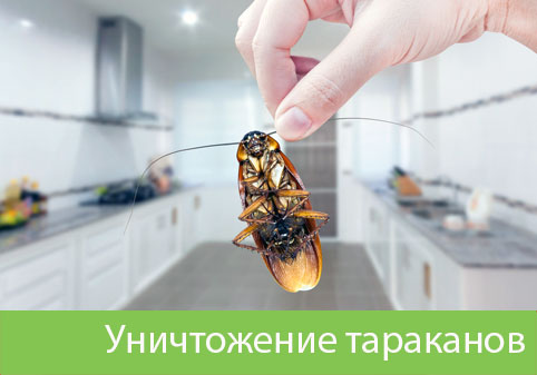 Уничтожение тараканов в городе Санкт-Петербург