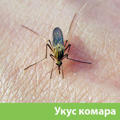 Укусы комаров в Санкт-Петербурге