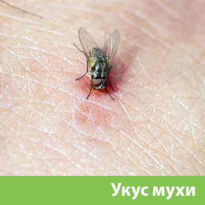 Уничтожение мух в Санкт-Петербурге