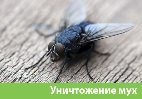 Уничтожение мух в городе Санкт-Петербург
