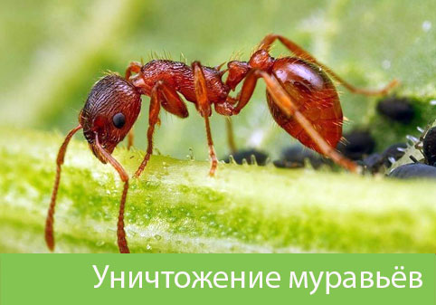 Уничтожение муравьёв в городе Санкт-Петербург