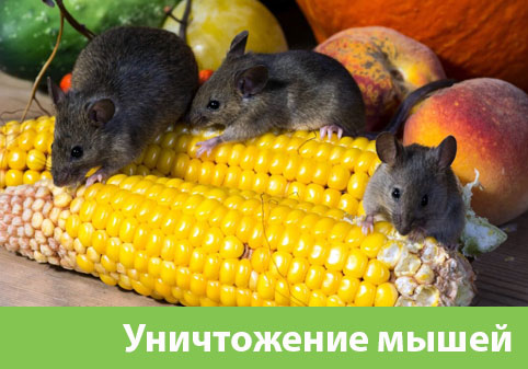 Уничтожение мышей в Санкт-Петербурге